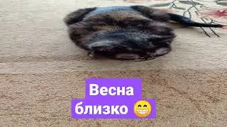 #веснаидет
