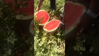 Нарезка 🔪🔥🍉