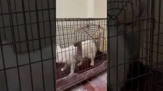luna and karen fight for food #foxfamily #fox #pets