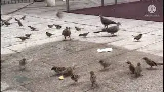 NGASIH MAKAN BURUNG PIPIT YANG LAGI KELAPARAN