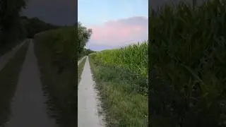 Германия, урожай кукурузы.