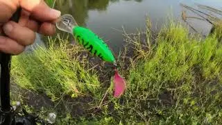 A versatile Daiwa 21 Steez Casting C74MH+ TOPGUN  turns to a great crankbait rod...|OSP|Rapala