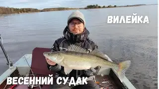 Весенний судак на Вилейском вдхр. Раттлин, мандула или резина?