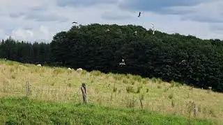 Kites getting more bold now they seen their friends eating ...