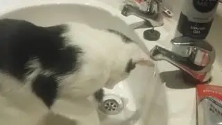 My kitty playing/drinking the water from the tap.