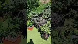 The most mixed grow ever?? 🤣 #grow  #outdoor #outdoors #garden