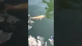 На волі