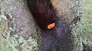 dutina ve stromě s vodou