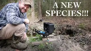Surprising New Visitor to Possum Den & New Camera Trap!