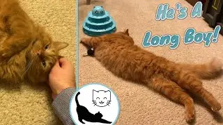 Little Stretcher Kitty