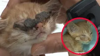 Gözleri Kabuk Bağlayan Yavru Kedi Görebilecek mi? || Yavru Kedinin Tedavisi