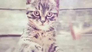 3D Photo Animator - After Effects Template