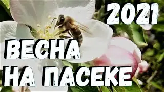 Весна на пасеке 2021