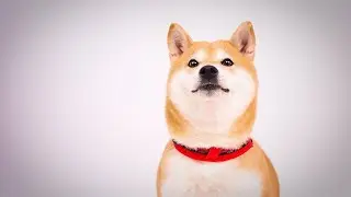 😊萌宠vlog可爱动物们🐈🐶  傻雕的瞬间