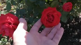 Floribunda rose Nina Weibull 2020.