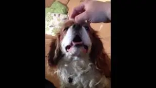 Klia mig på huvudet! Cavalier King Charles myser på soffan