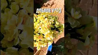 #доброеутро