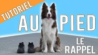 Apprendre Le RAPPEL au PIED à son chien