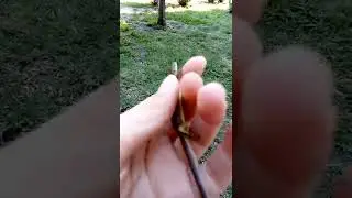 Чем кормить ящериц