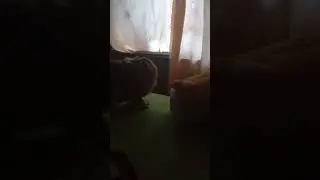 моя собака трахает игрушку