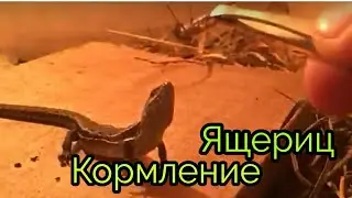 Кормление ящериц / в замедление!