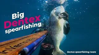 Μεγάλες συναγρίδες με ψαροτούφεκο // Big Dentex spearfishing // Sectus inVerno invert 120