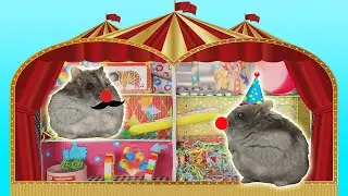 Картонный цирк для хомяков с препятствиями 🎪/ Hamster maze / Агата класс