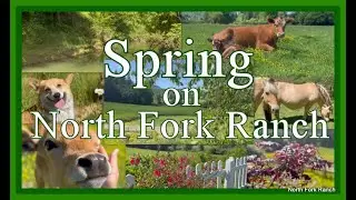 SPRINGTIME ON THE FARM @NorthFork-Ranch #farm #animals #corgi  #nature #relaxing #music