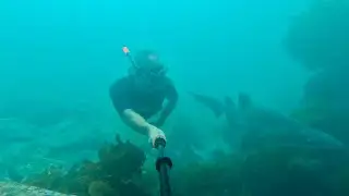 What Lies Beneath - Freediving with Grey Nurse Sharks