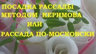 Рассада методом Керимова или посадка рассады по- московски.