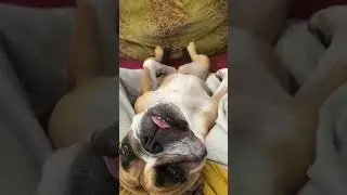 Interrupting your regular content with ENGLISH BULLDOG