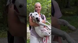Когда не дали поиграть с белкой😂 удалось снять, как Тэффи общается #Глухаятэффи #глухаясобака #dog