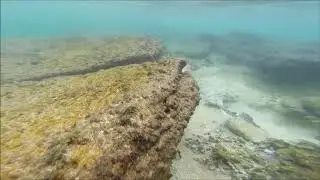 Collecting Cowrie Shells