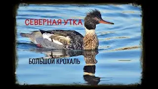 ЖИРНАЯ СЕВЕРНАЯ УТКА/ОКТЯБРЬ 2020/ПРОЛЕТ БОЛЬШОГО КРОХАЛЯ