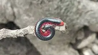 Venom millipedes on the #tree