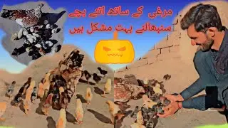 bhut say chicks ko control kr na k solution