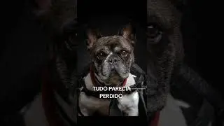 #dogphotography #cachorrodesaparecido #cachorro #podpets #pets #dog #cachorros #luto #petlover