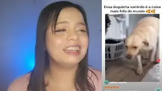 React de vídeos de cachorros fofinhos