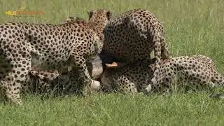 Tano Bora Killing a Topi // Wild Extracts// Masai Mara