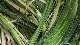 Coco Baby Palm Leaves Materials for Weaving, Arts and Crafts