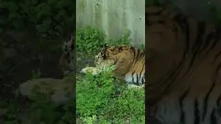 Massive Tiger