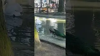 Лебедь на воде, а павлин преследует
