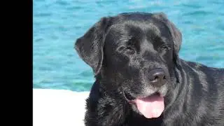 zoe