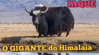 MÃE IAQUE DEFENDE SEU FILHOTE DO ATAQUE DE UM LEOPARDO DAS NEVES.