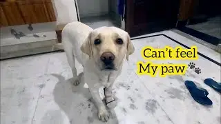 Max Reaction When I Made Him Wear My Socks Very Funny Dog
