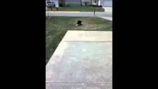 My retarded cat