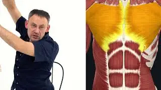 День 1  Прямая мышца живота   анатомия