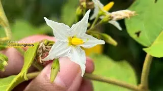 CEMPOKAK ‼️ Buah yang biasanya dijadikan sambal ini, ternyata kaya akan Vitamin A