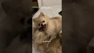 Не кричи…. 