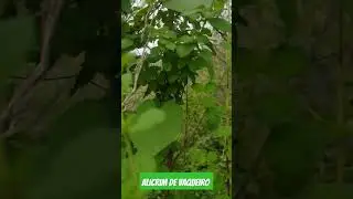 conheça a planta nativa, Alicrim de vaqueiro.  planta medicinal serve para gripe dose de cabeça etc